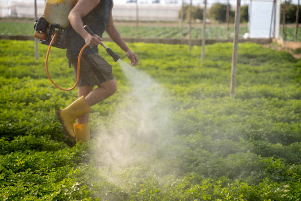 Best Ant Control Services  in Kings Park, VA
