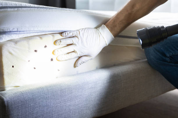 Best Mosquito Control Services  in Kings Park, VA